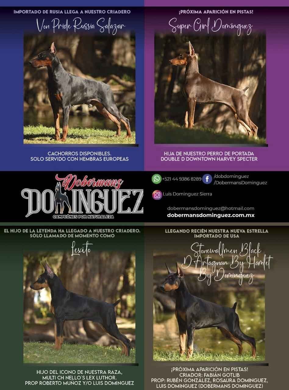 criadero de doberman