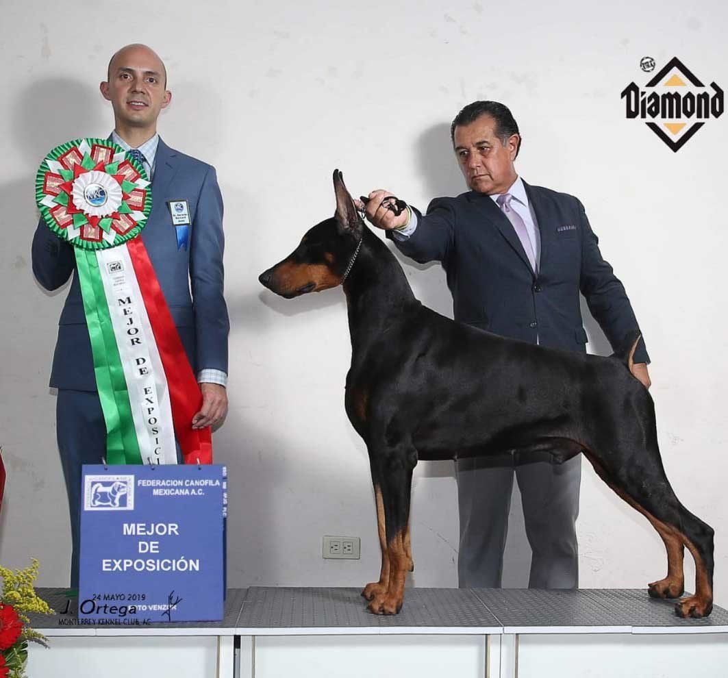 perros doberman pinscher en venta