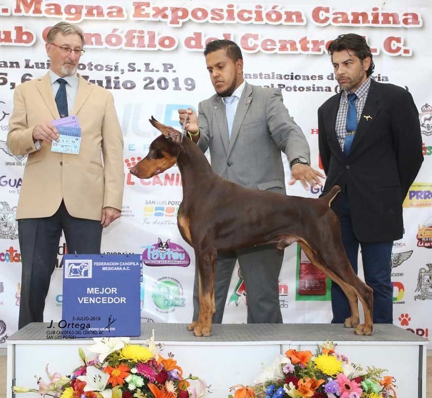 perros doberman pinscher en venta