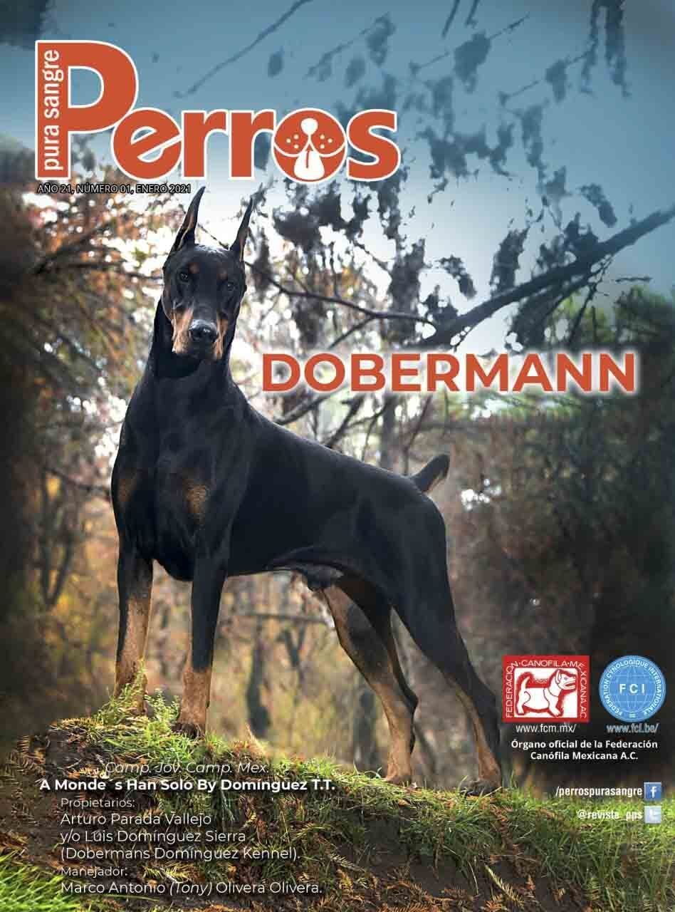 criadero de doberman en Austin