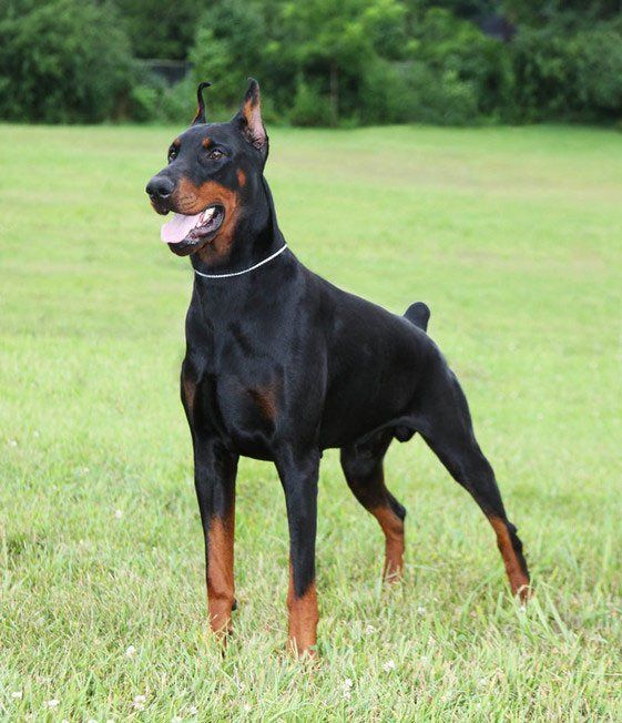 Perros Doberman en Mexico
