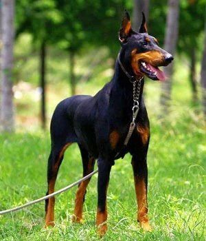 doberman en estado de mexico