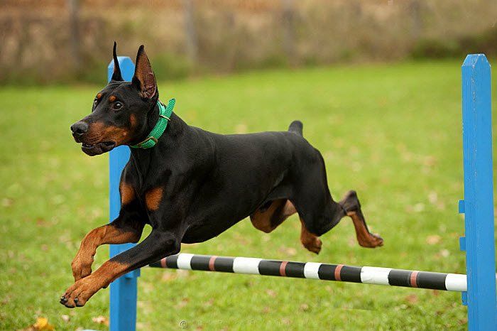Perros Doberman en Mexico