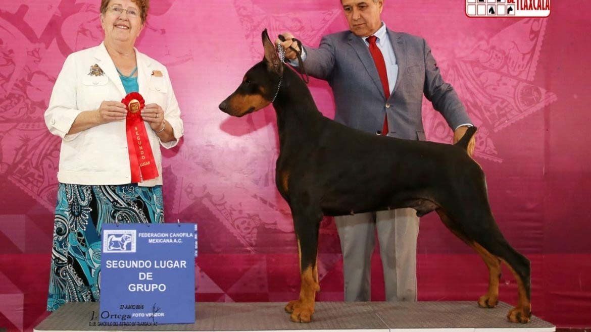 perros doberman pinscher en venta