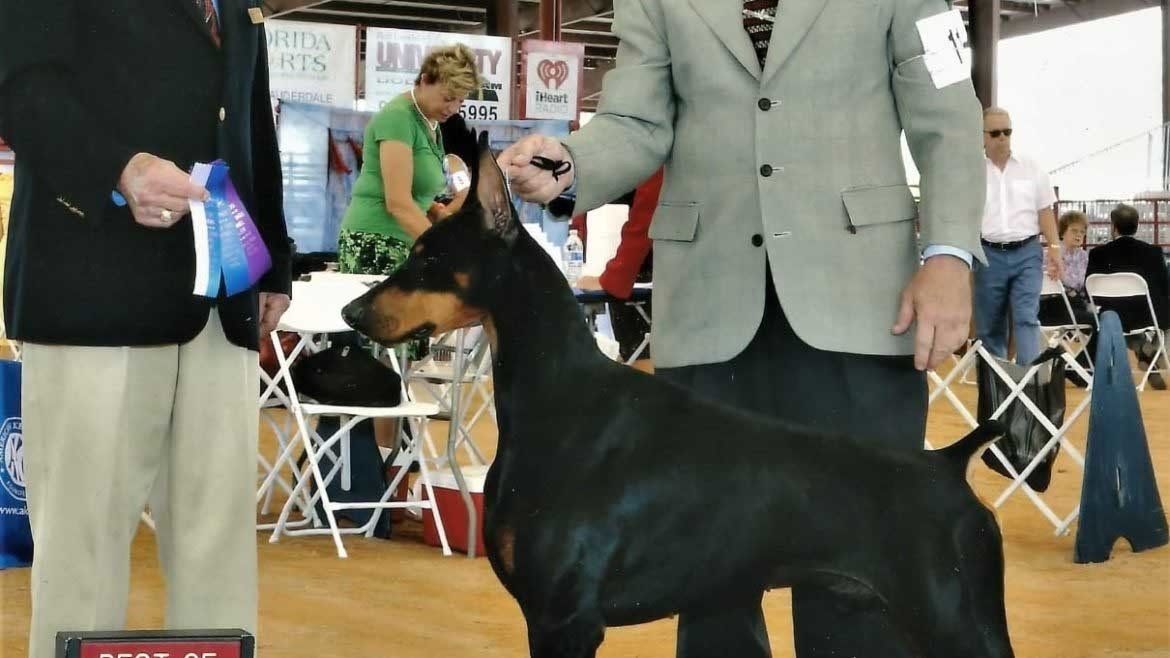 perros doberman pinscher en venta