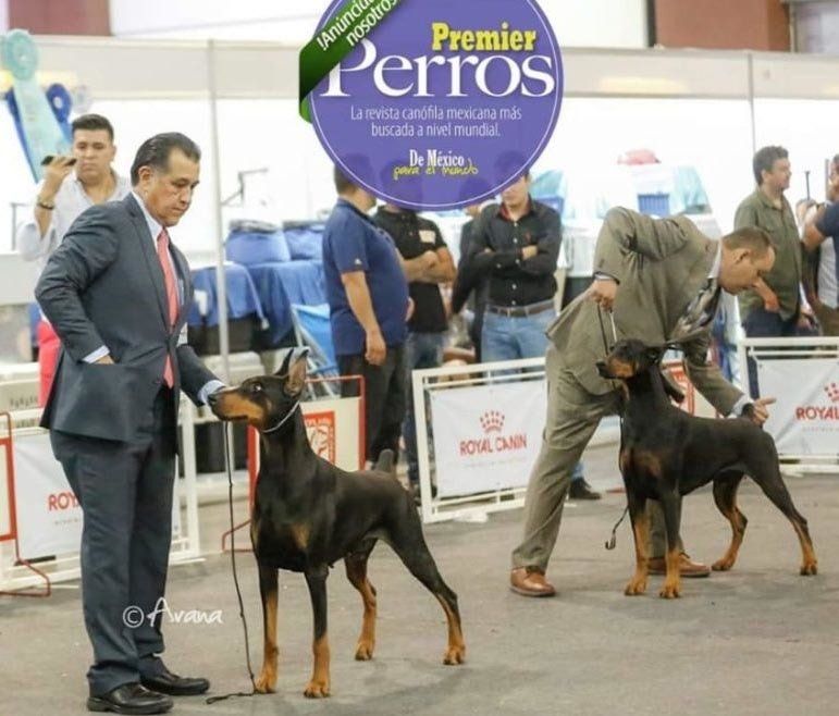 perros doberman pinscher en venta