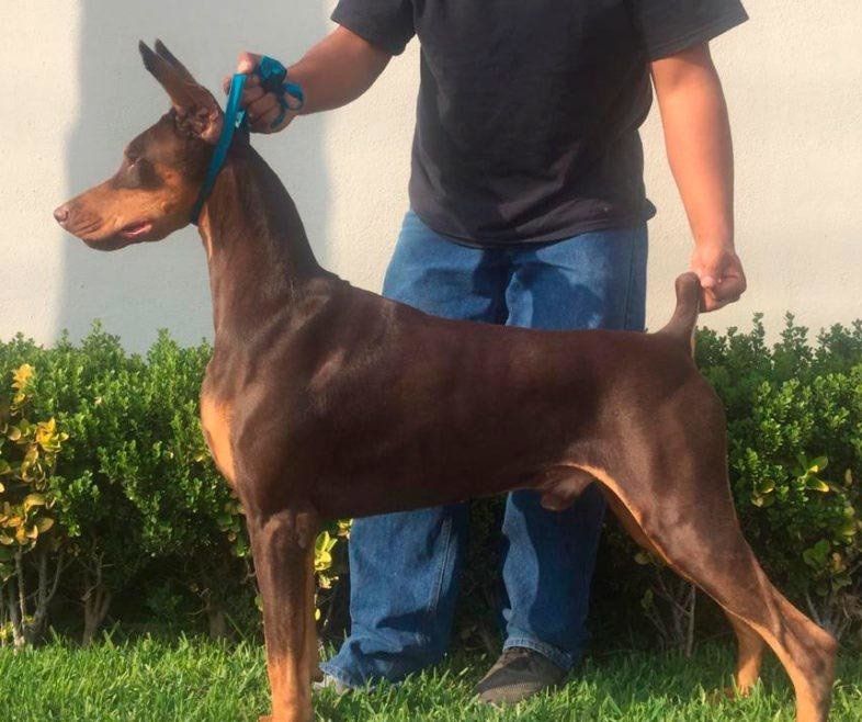 perros doberman pinscher en venta