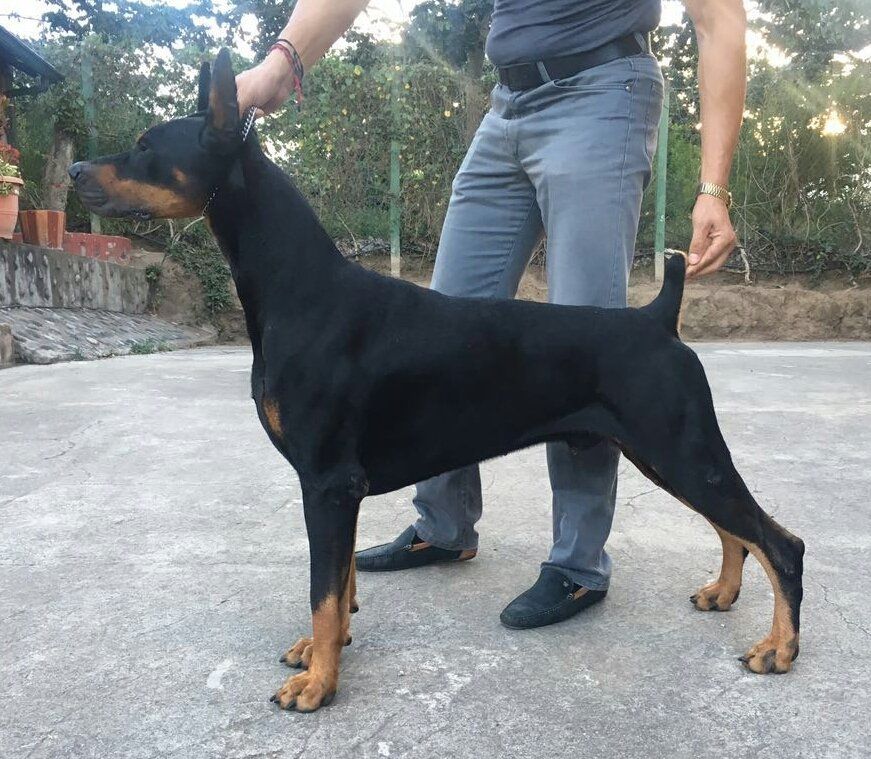perros doberman pinscher en venta