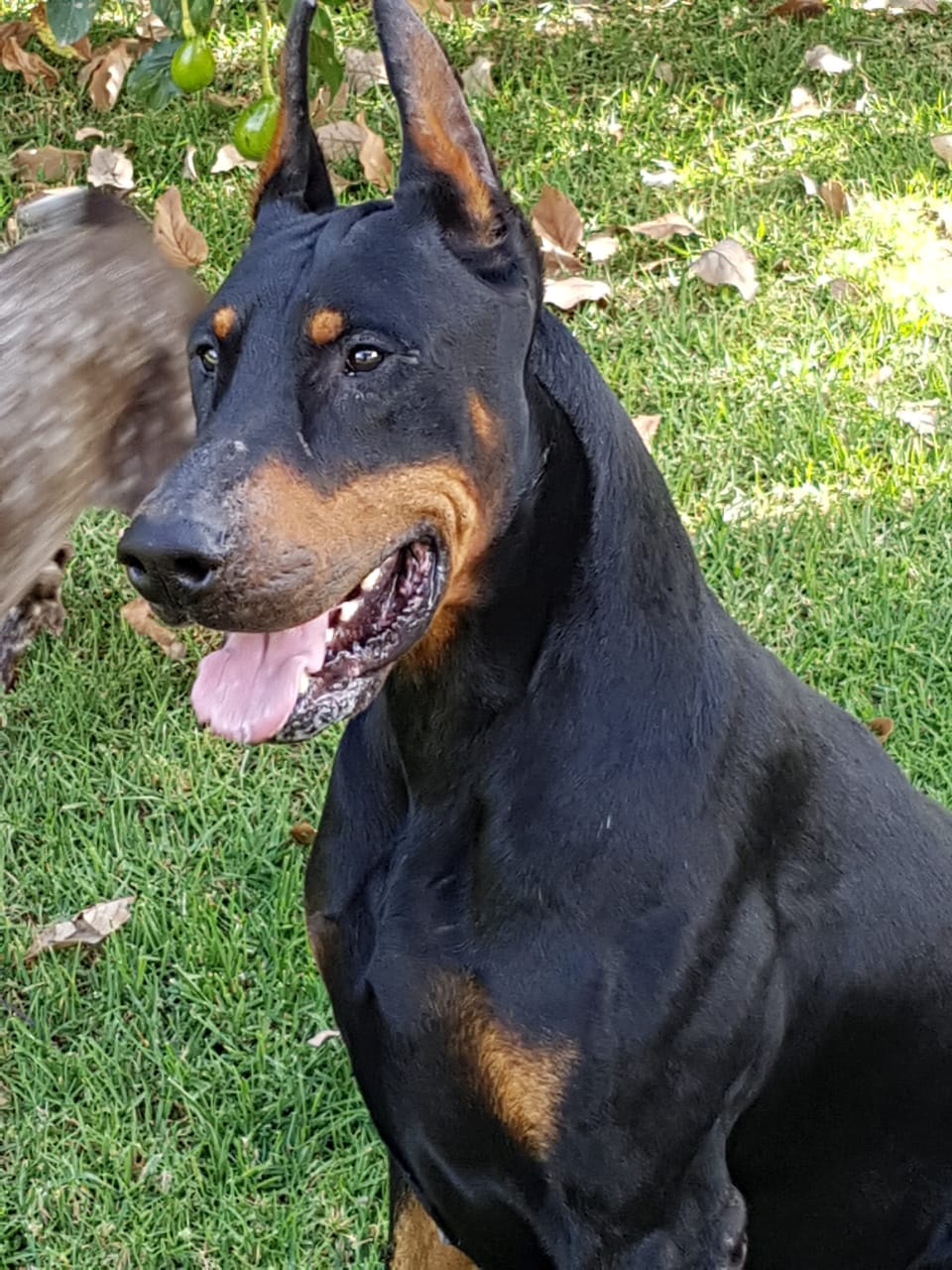 perros doberman pinscher en venta