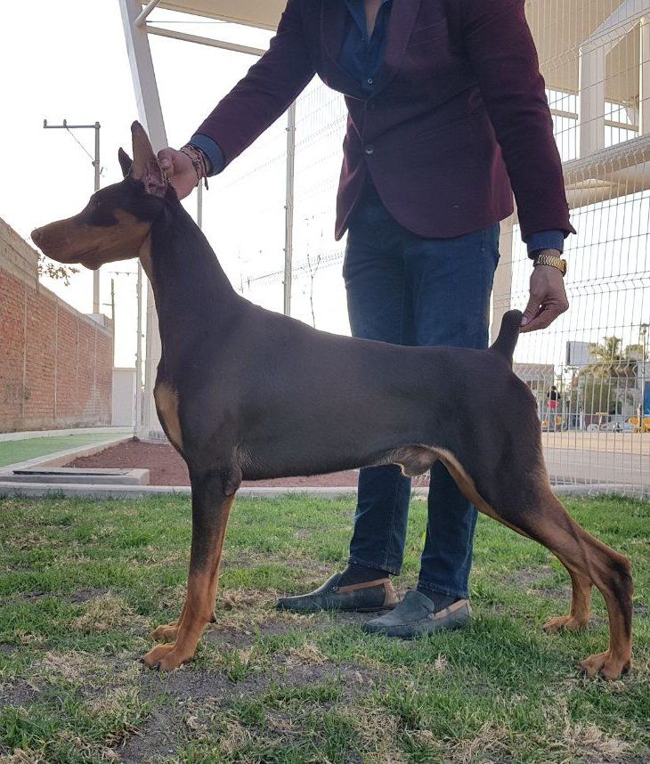 perros doberman pinscher en venta
