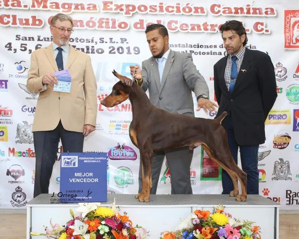 perros doberman pinscher en venta