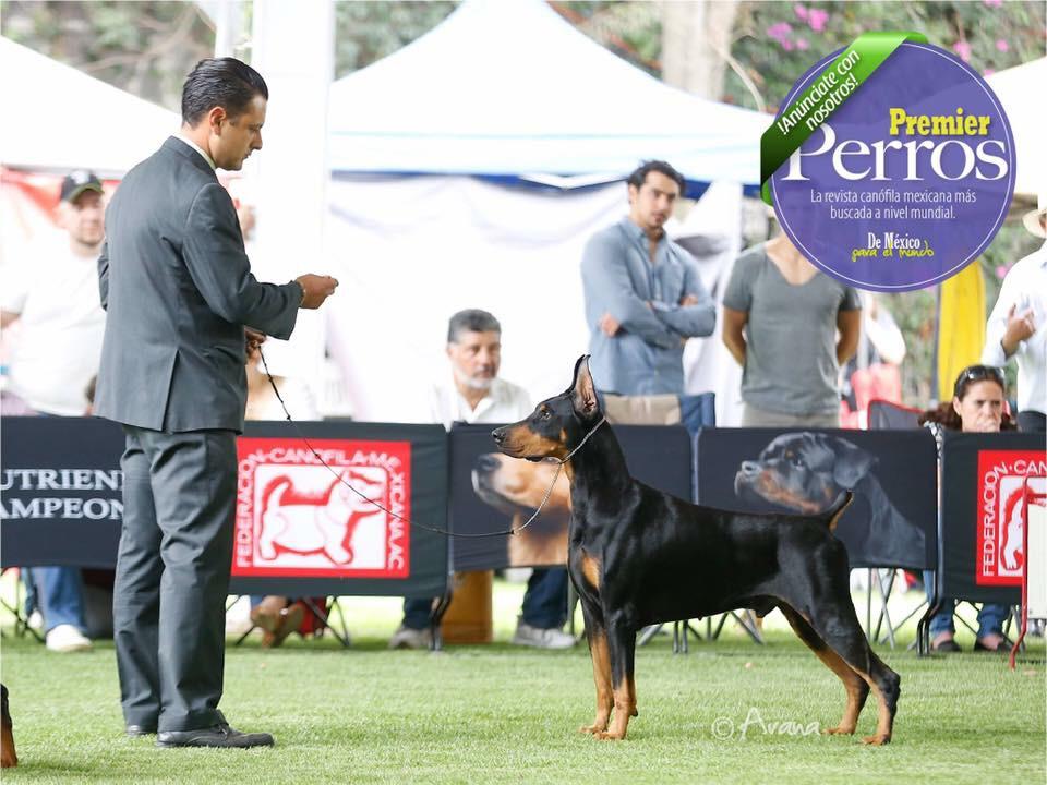perros doberman pinscher en venta