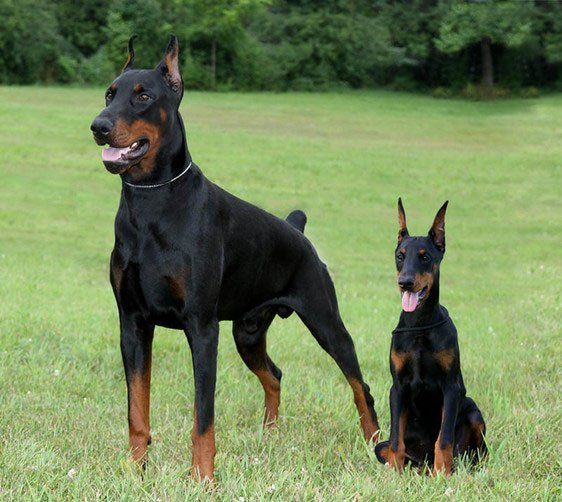 Perros Doberman Pinscher en venta
