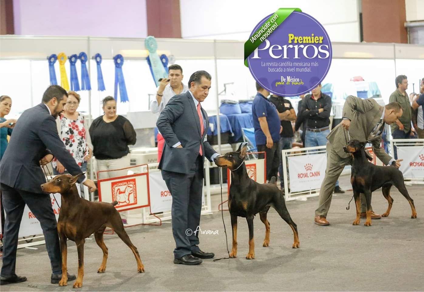 perros doberman pinscher en venta