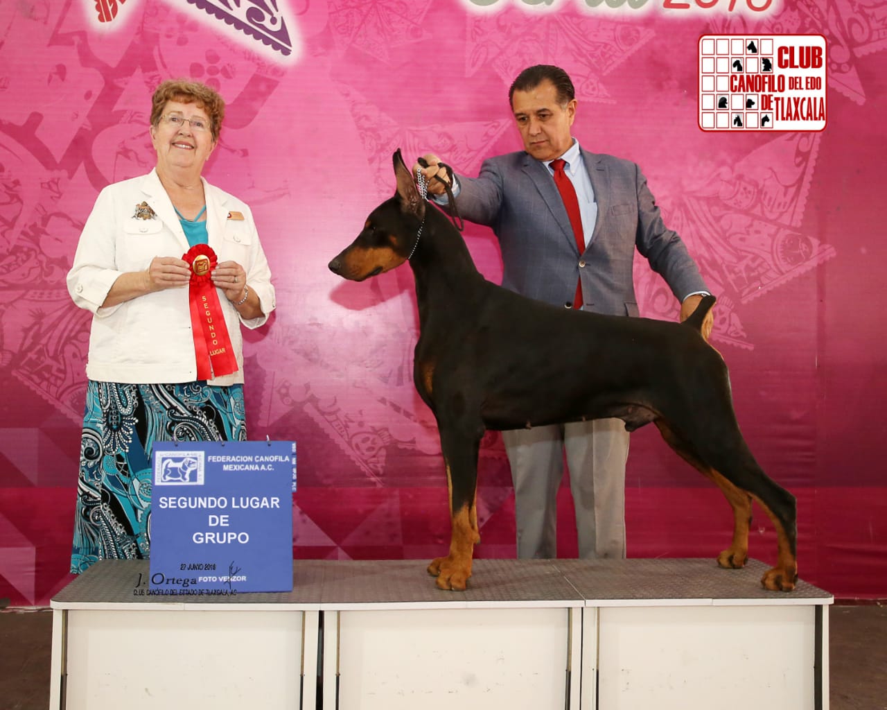 perros doberman pinscher en venta