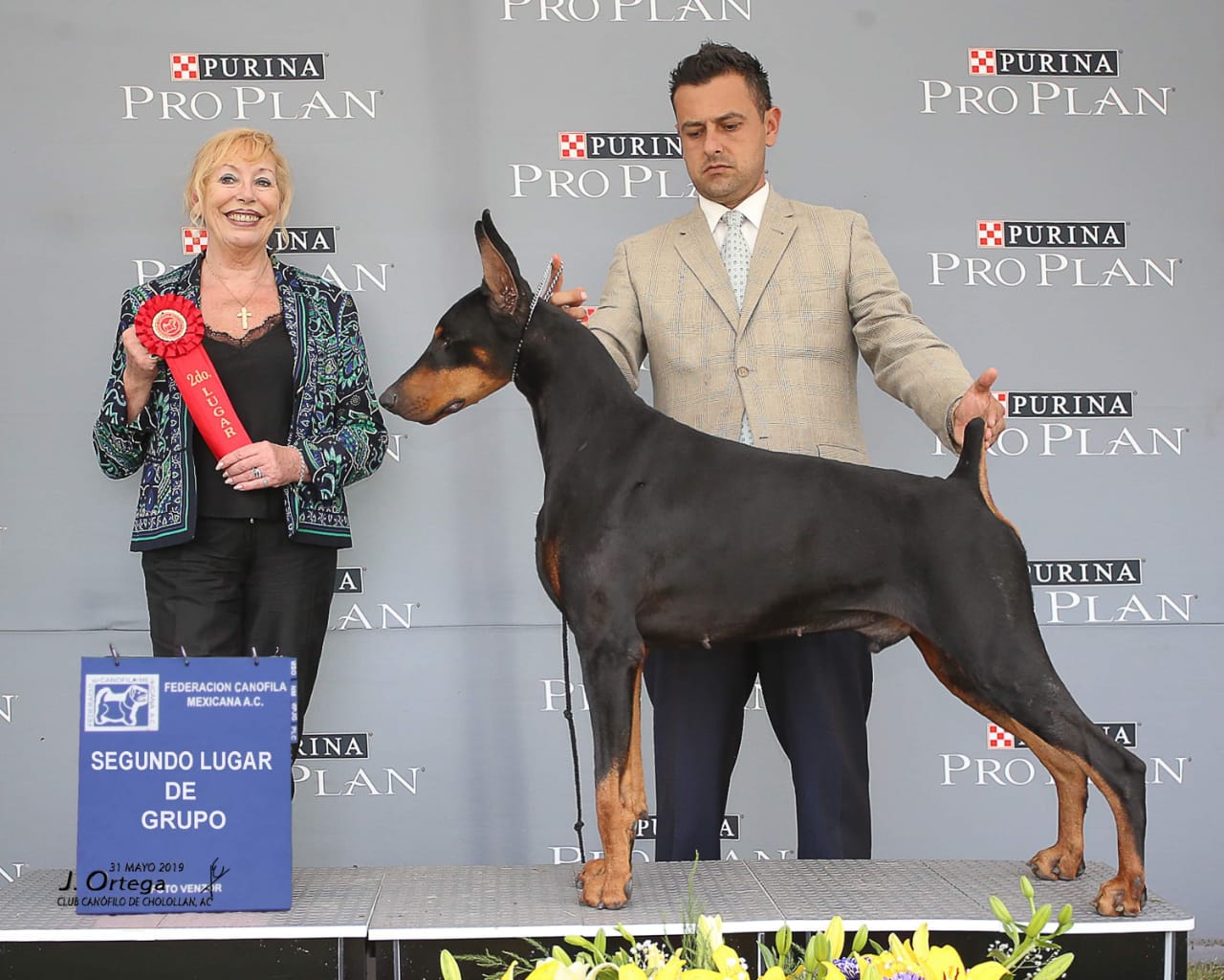 perros doberman pinscher en venta