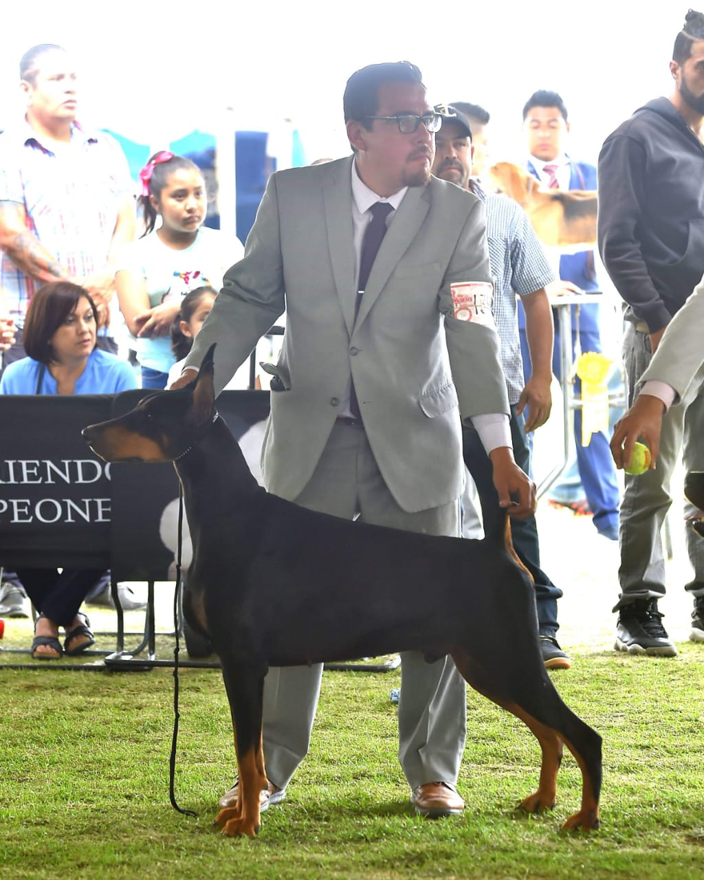 perros doberman pinscher en venta
