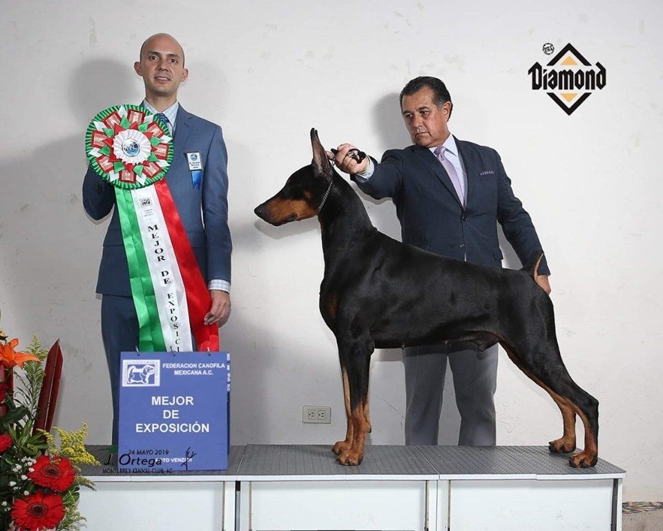 perros doberman pinscher en venta