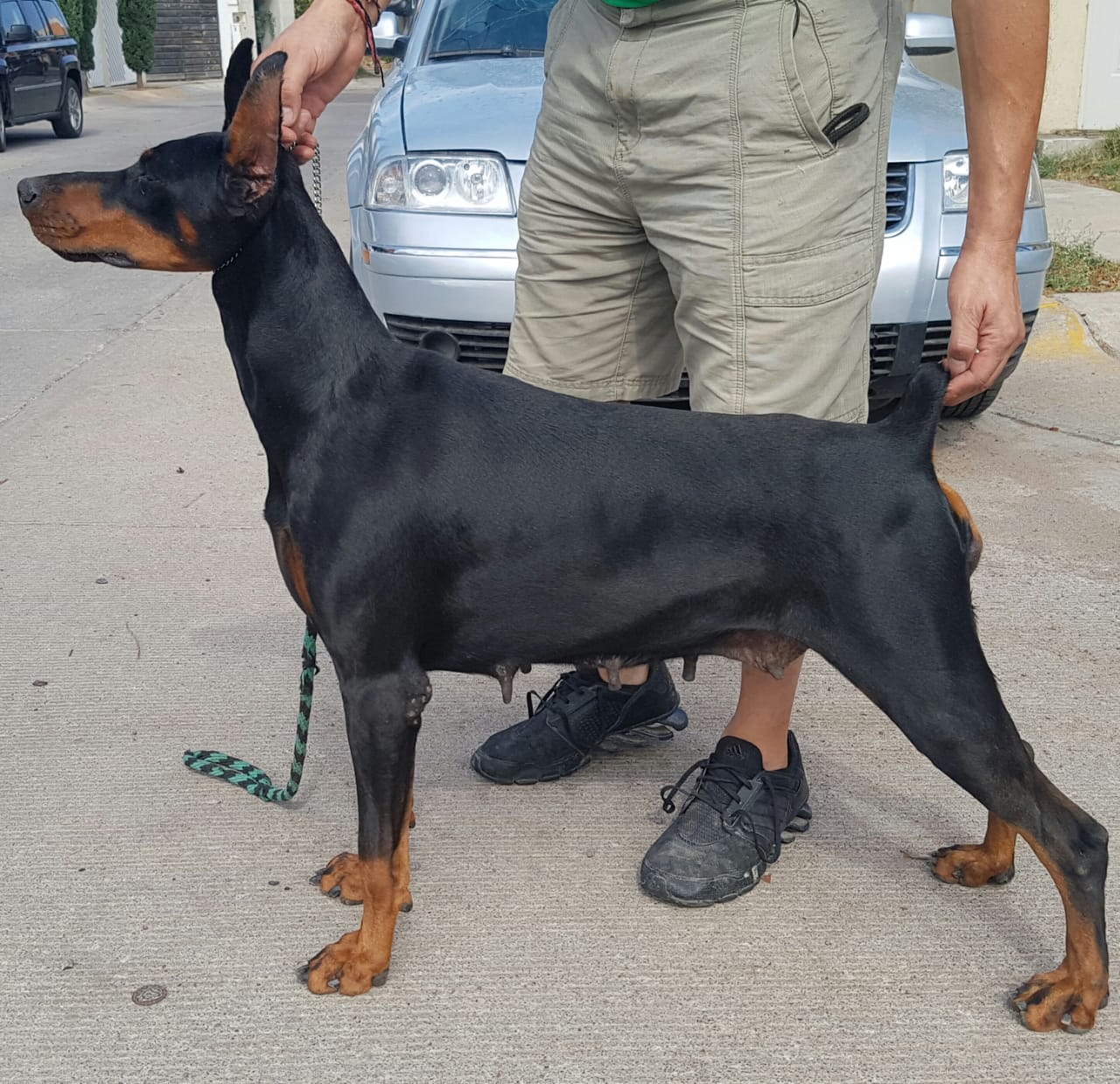 perros doberman pinscher en venta