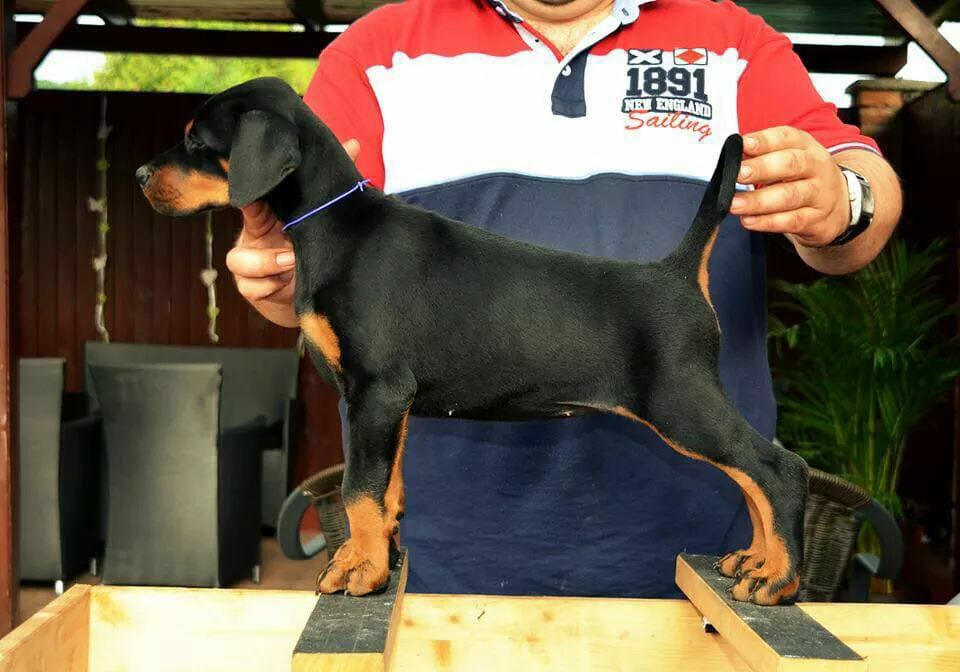 perros doberman pinscher en venta
