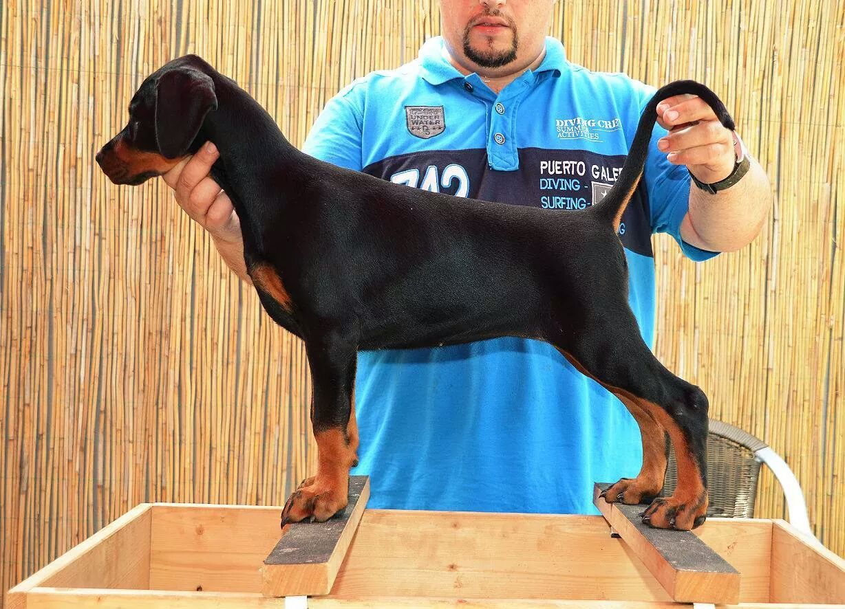 perros doberman pinscher en venta