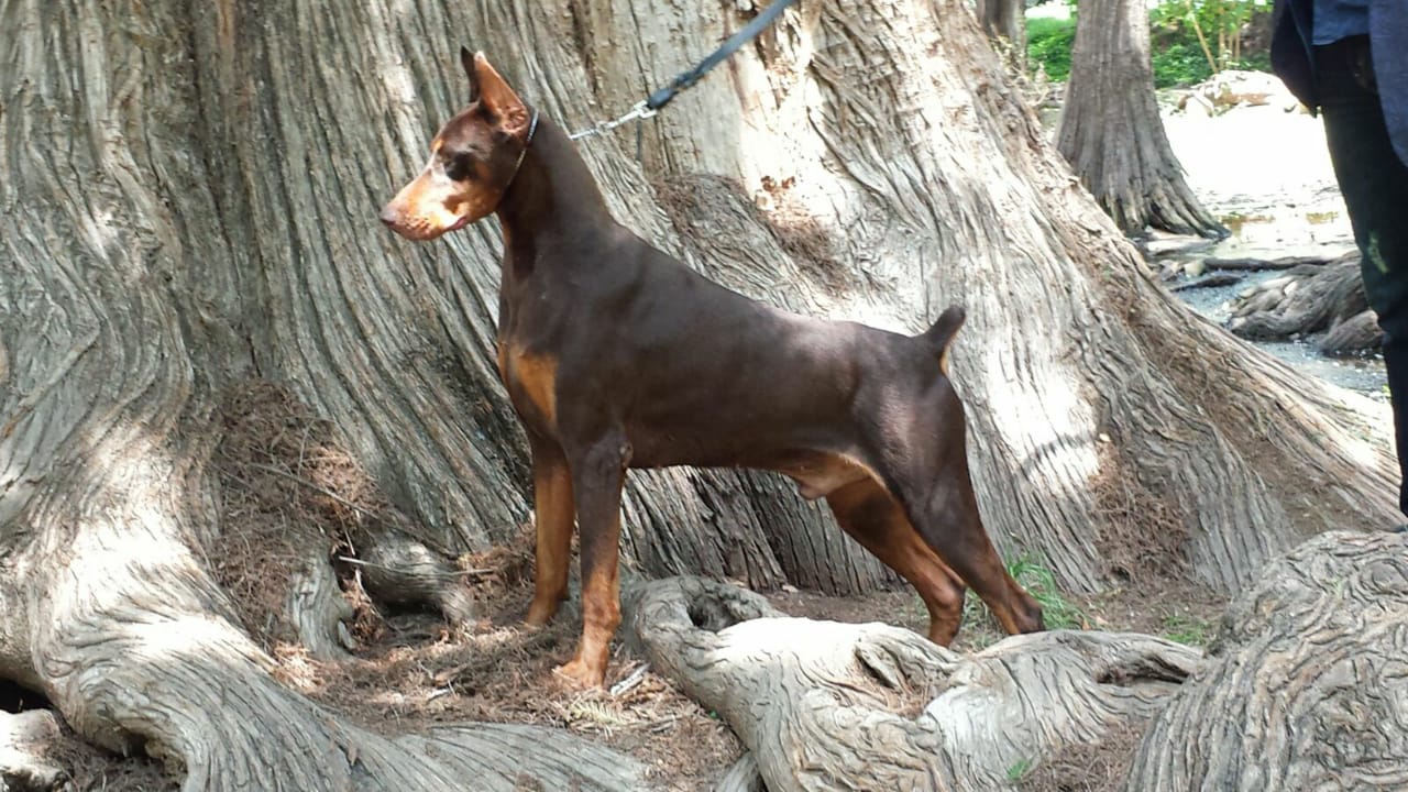 perros doberman pinscher en venta