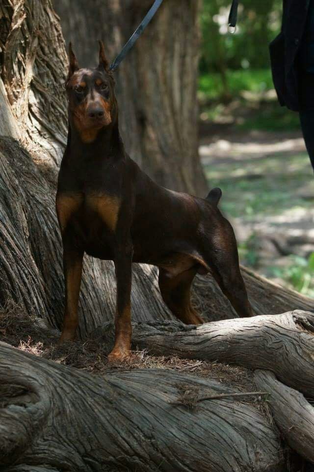 perros doberman pinscher en venta