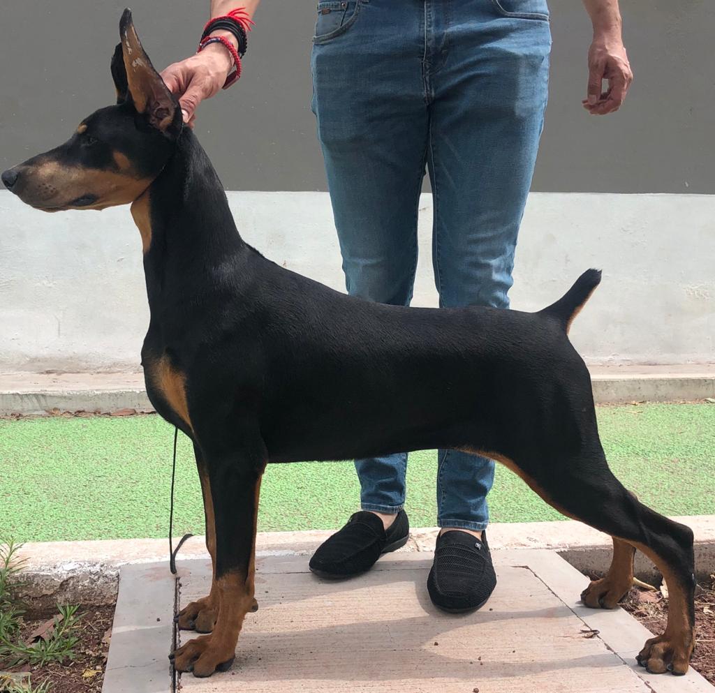 perros doberman pinscher en venta