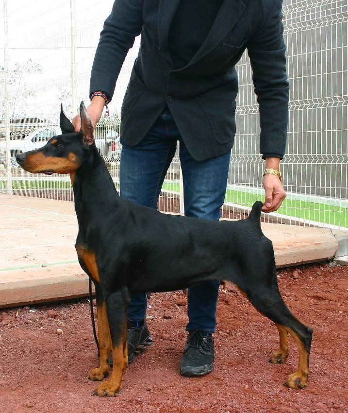 perros doberman pinscher en venta