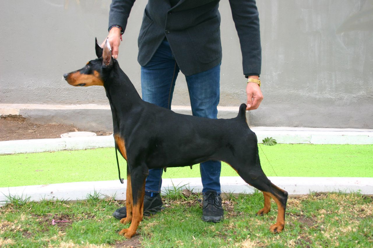 perros doberman pinscher en venta
