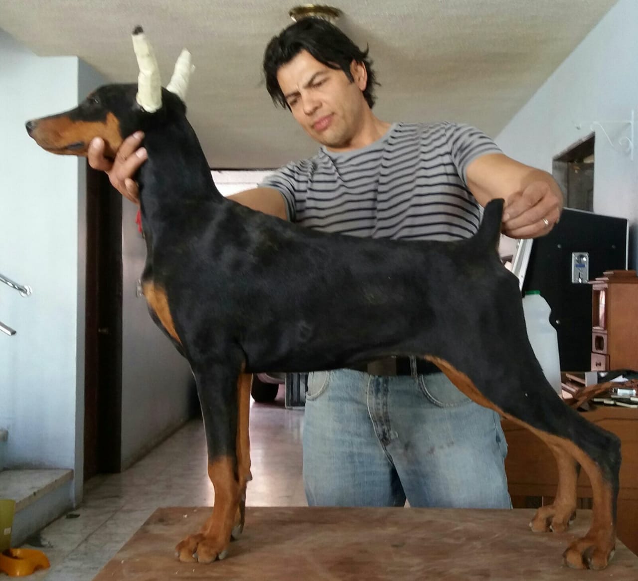 perros doberman pinscher en venta