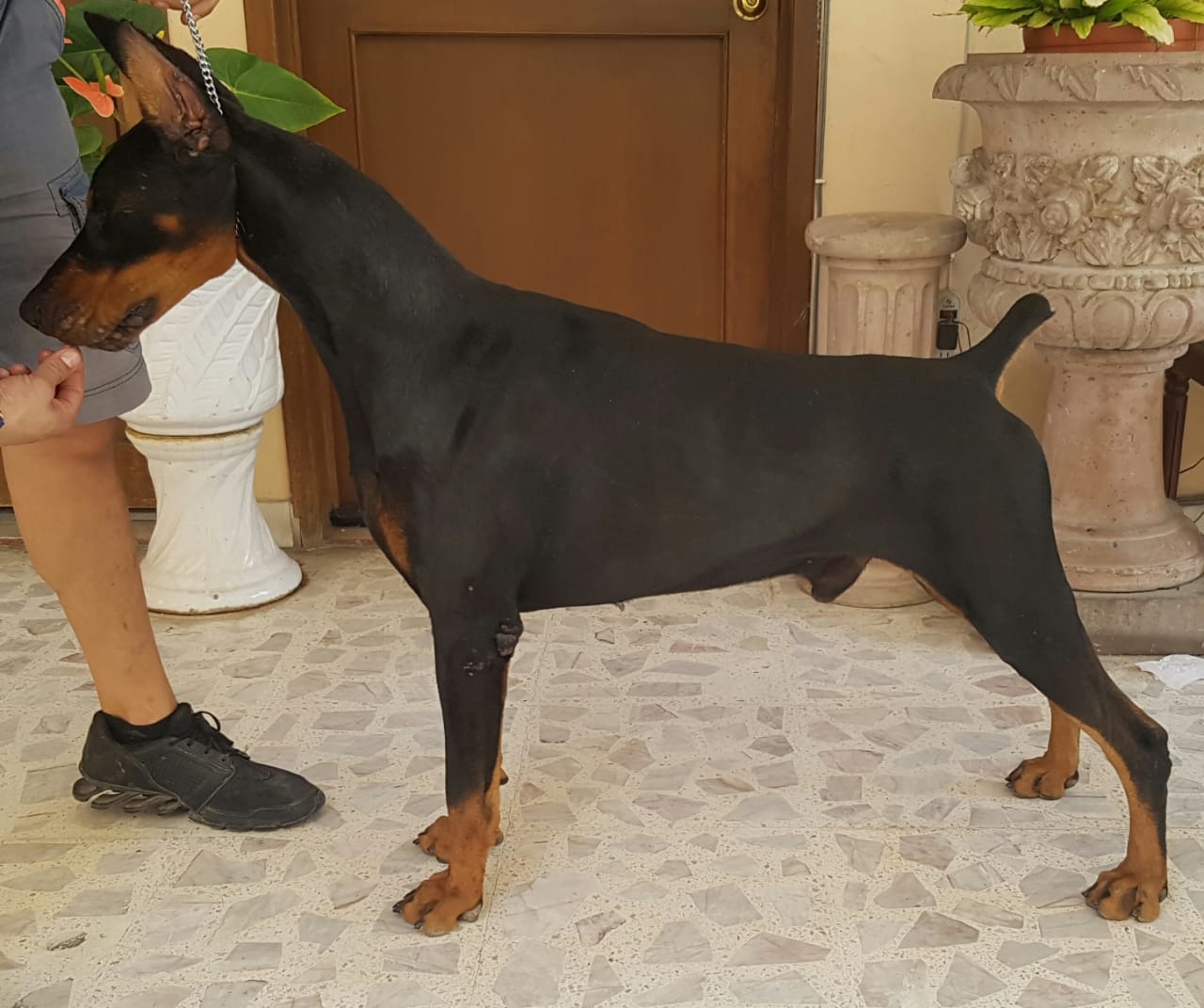 perros doberman pinscher en venta
