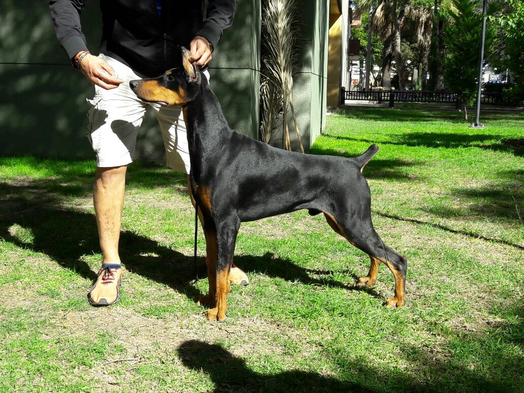 perros doberman pinscher en venta