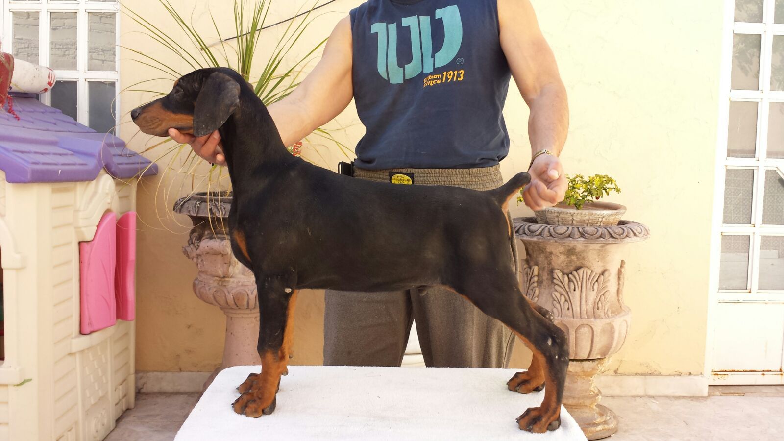 perros doberman pinscher en venta