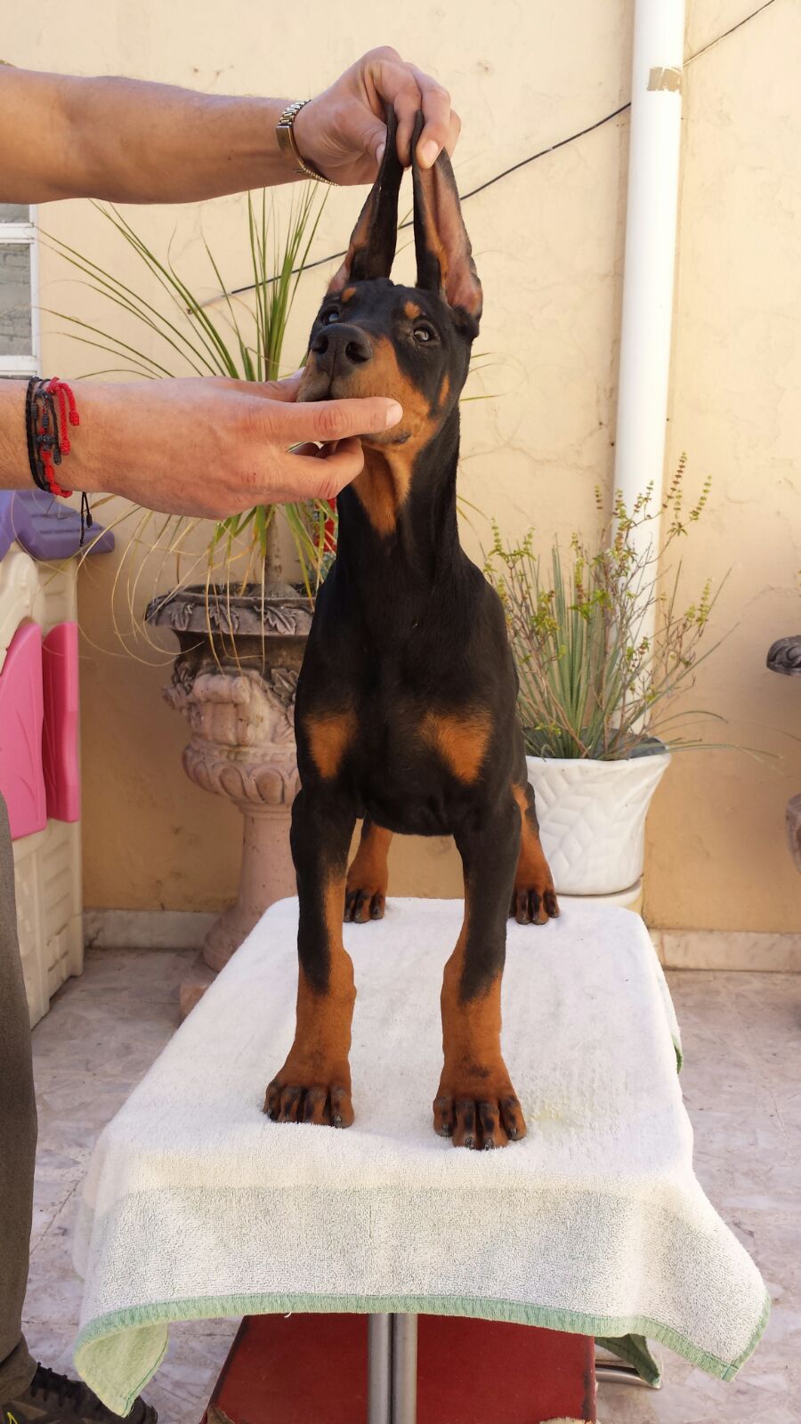 perros doberman pinscher en venta