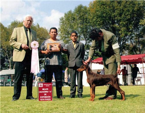 perros doberman pinscher en venta
