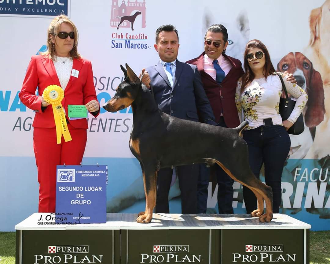 perros doberman pinscher en venta