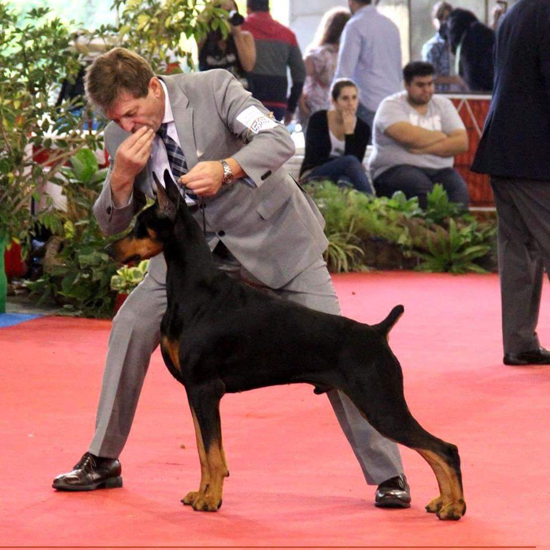 perros doberman pinscher en venta