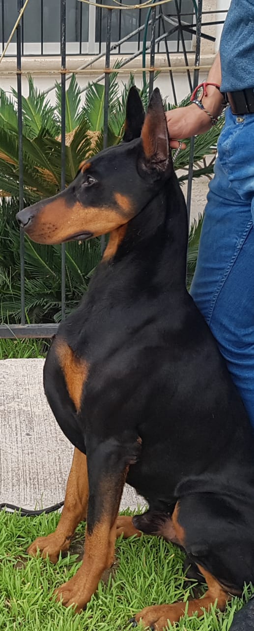 perros doberman pinscher en venta