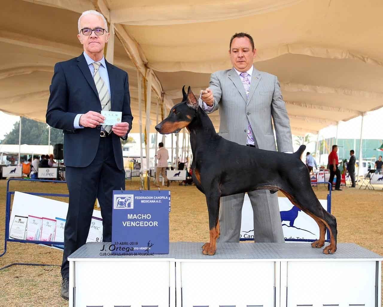 perros doberman pinscher en venta