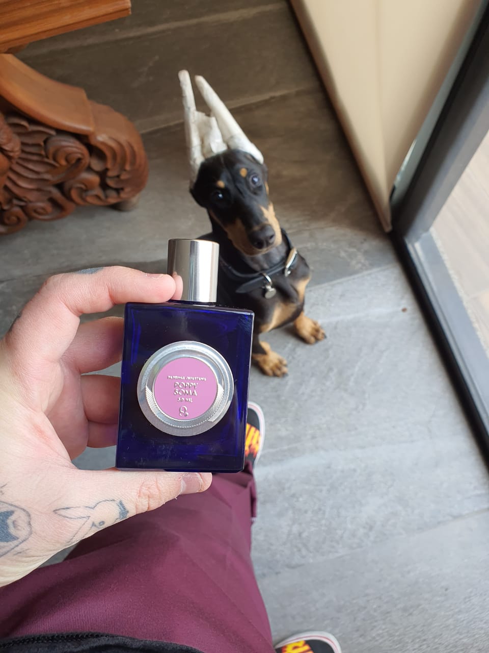 perros doberman pinscher en venta