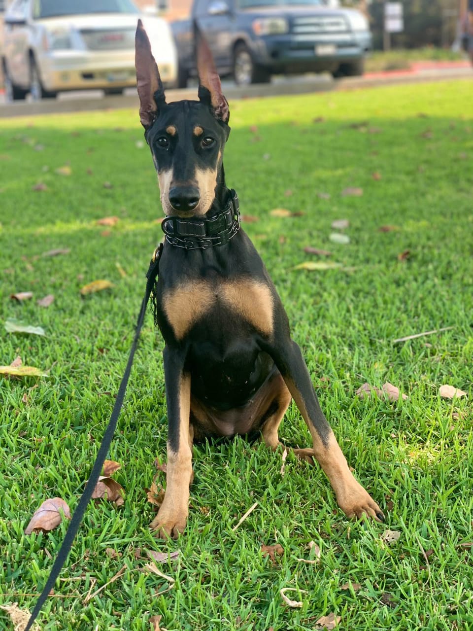 perros doberman pinscher en venta