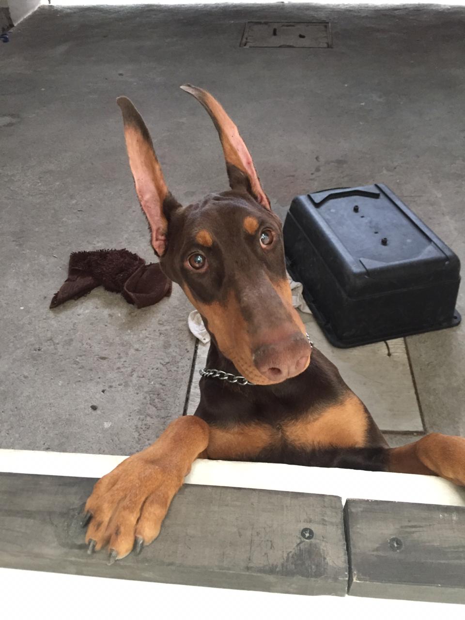 perros doberman pinscher en venta