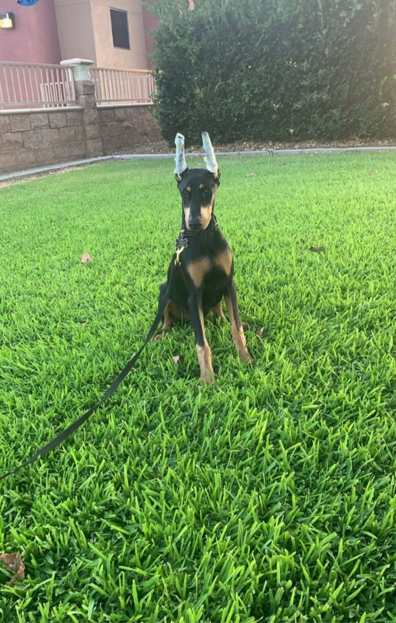 perros doberman pinscher en venta