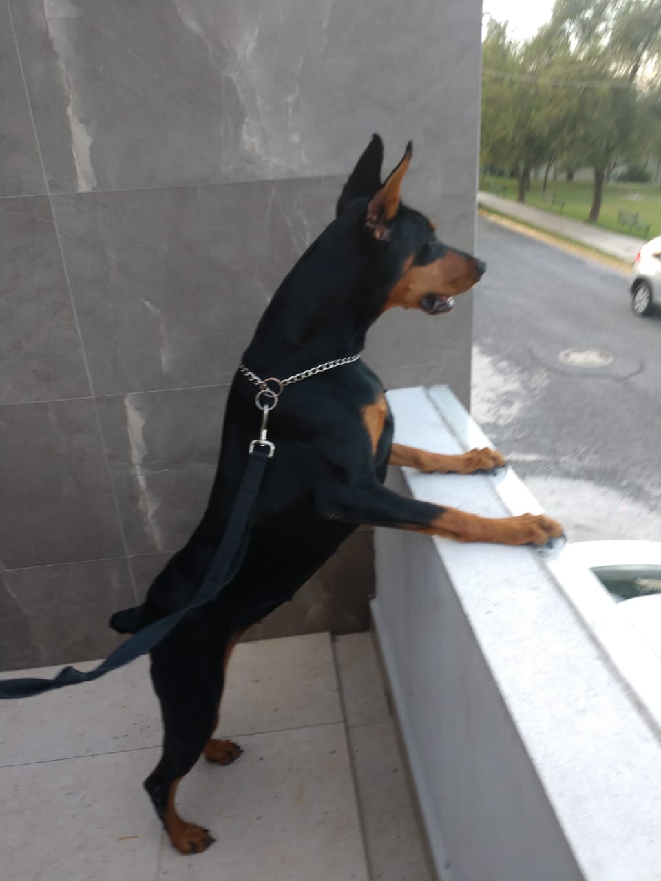 perros doberman pinscher en venta