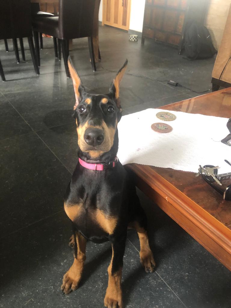 perros doberman pinscher en venta