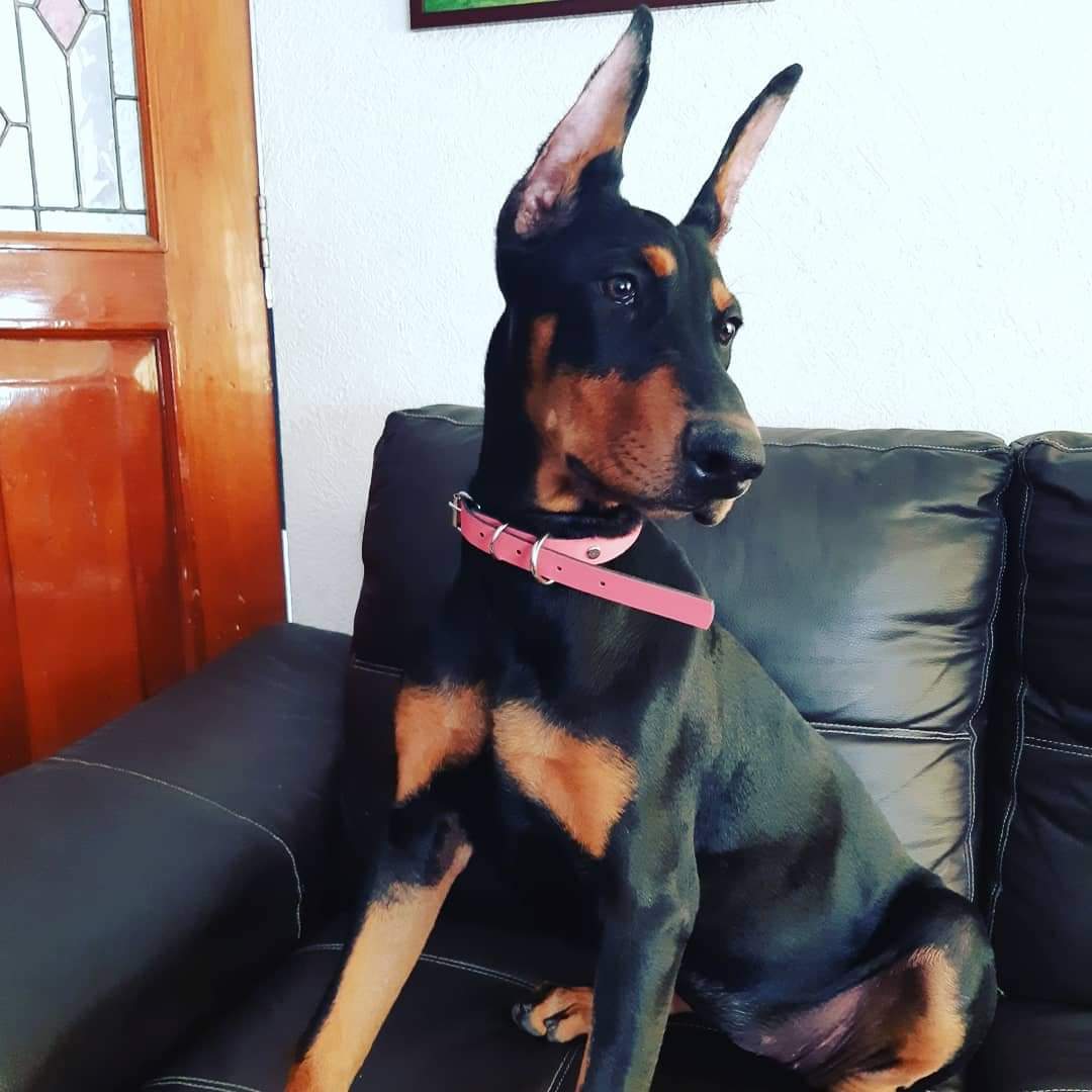 perros doberman pinscher en venta