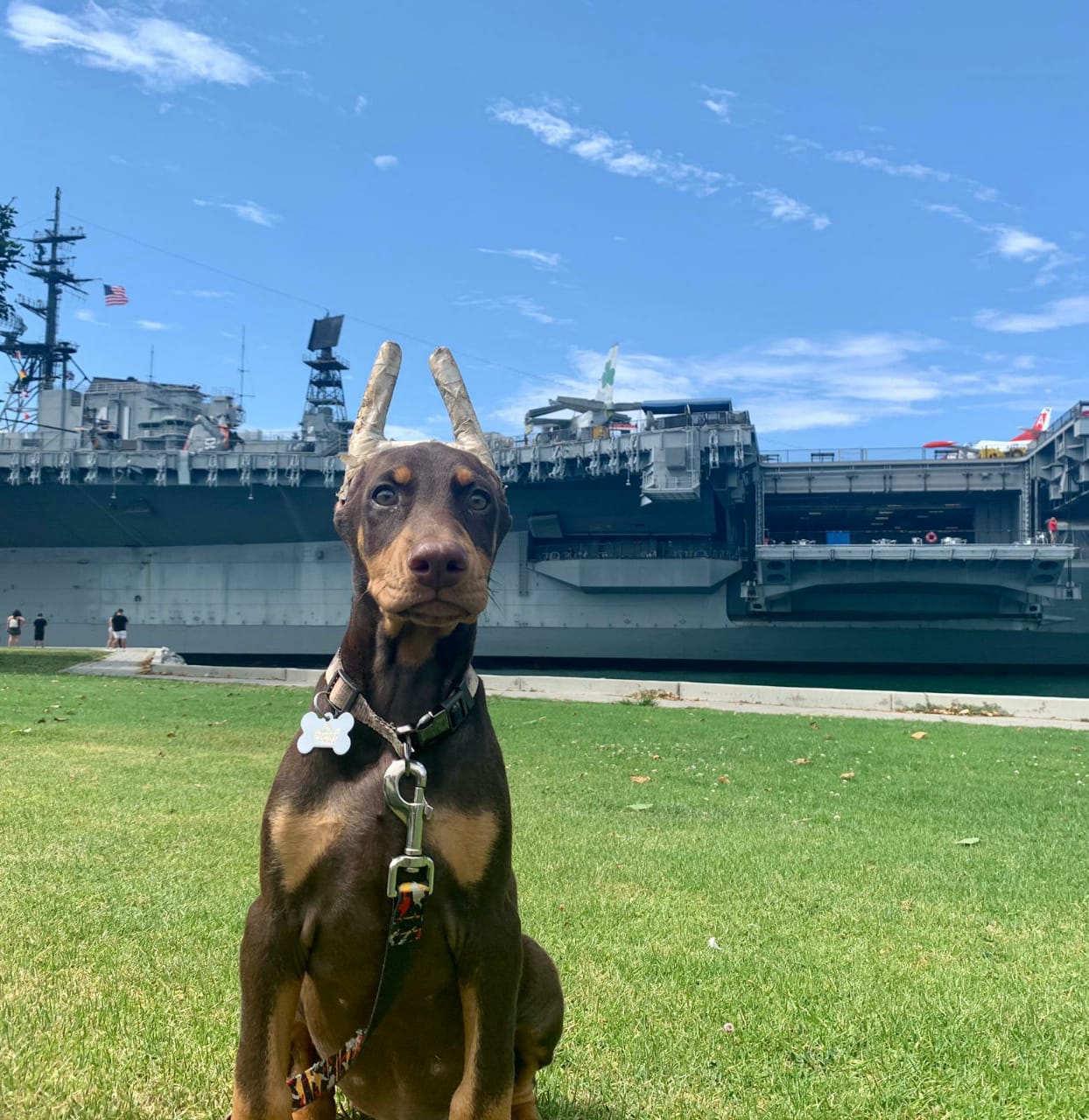 perros doberman pinscher en venta