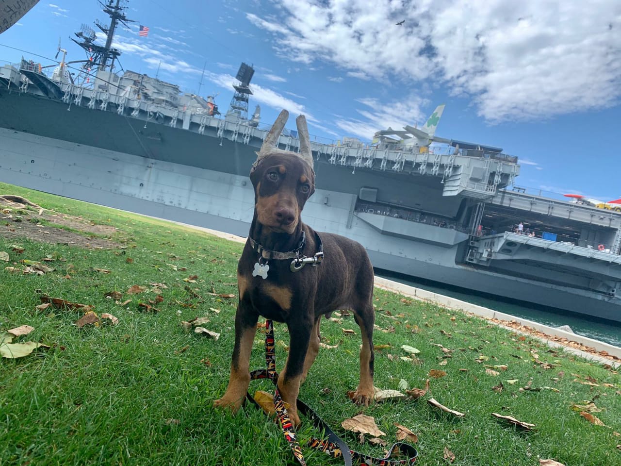 perros doberman pinscher en venta