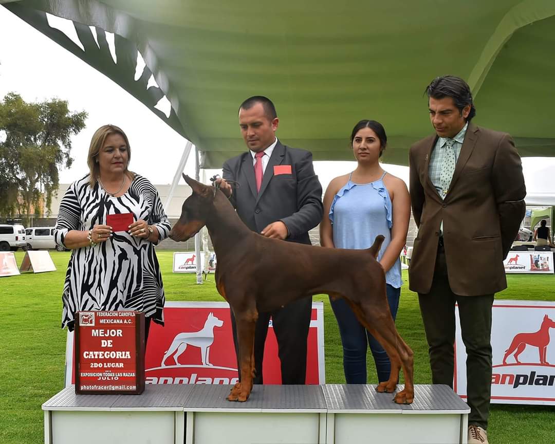 perros doberman pinscher en venta